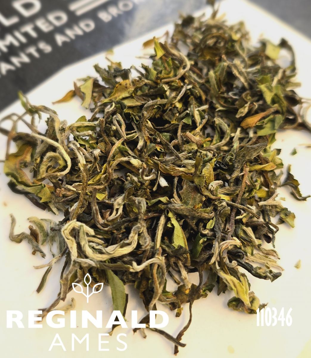 1st Flush Darjeeling North Tukvar EX4